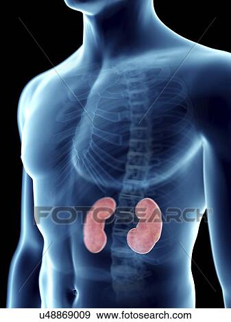 Stock Photo - Illustration of a man's kidney.. Fotosearch