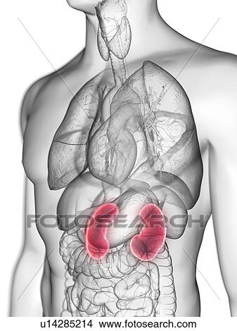 Illustration of a man's kidneys. View Large Photo Image Picture - Illustration of a man's kidneys.. Fotosearch