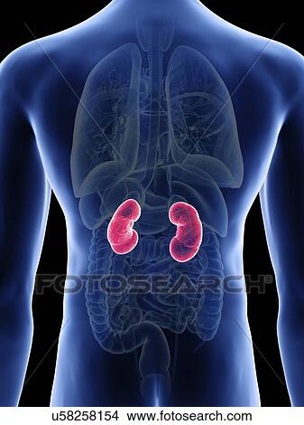Illustration of a man's kidneys. View Large Photo Image Picture - Illustration of a man's kidneys.. Fotosearch