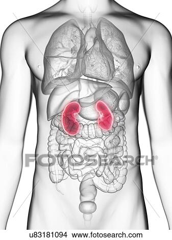 Picture - Illustration of a man's kidneys.. Fotosearch