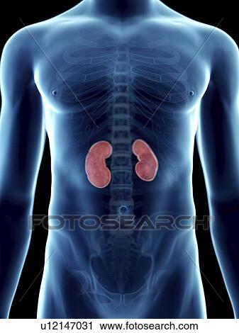 Stock Image - Illustration of a man's kidneys.. Fotosearch