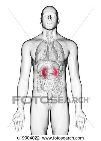 Stock Image - Illustration of a man's kidneys.. Fotosearch