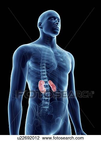 Stock Image - Illustration of a man's kidneys.. Fotosearch