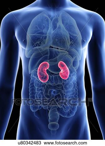 Stock Image - Illustration of a man's kidneys.. Fotosearch