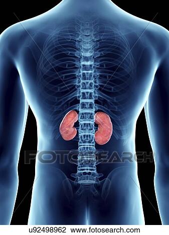Stock Image - Illustration of a man's kidneys.. Fotosearch