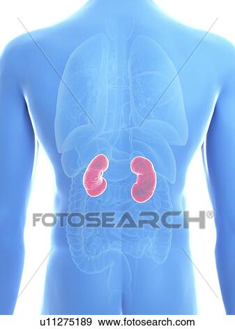 Illustration of a man's kidneys. View Large Photo Image Stock Photo - Illustration of a man's kidneys.. Fotosearch