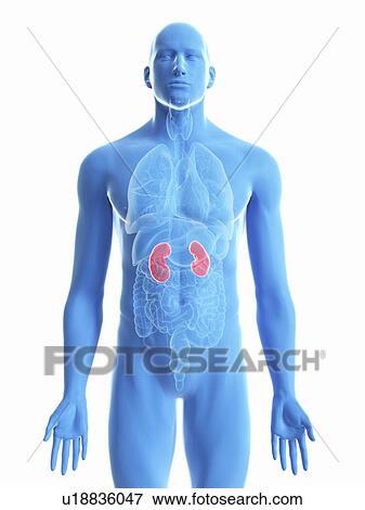 Stock Photo - Illustration of a man's kidneys.. Fotosearch