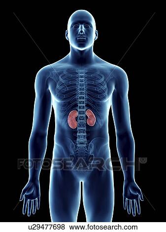 Stock Photo - Illustration of a man's kidneys.. Fotosearch