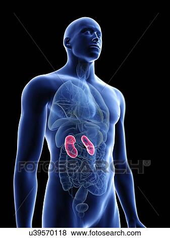 Illustration of a man's kidneys. View Large Photo Image Stock Photo - Illustration of a man's kidneys.. Fotosearch