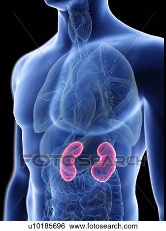 Stock Photograph - Illustration of a man's kidneys.. Fotosearch