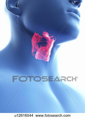 Picture - Illustration of a man's larynx.. Fotosearch