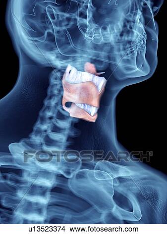 Illustration of a man's larynx. View Large Photo Image Picture - Illustration of a man's larynx.. Fotosearch