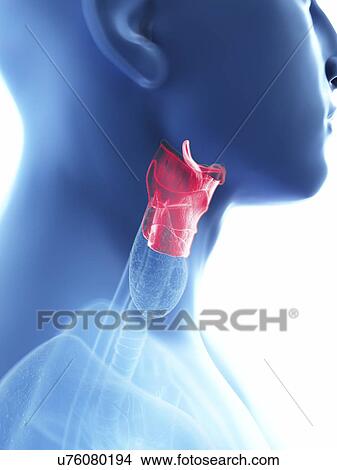 Illustration of a man's larynx. View Large Photo Image Picture - Illustration of a man's larynx.. Fotosearch