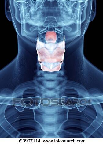 Picture - Illustration of a man's larynx.. Fotosearch