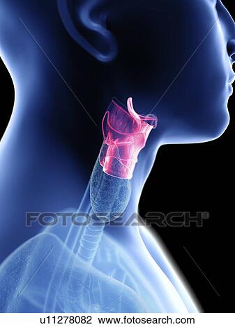 Illustration of a man's larynx. View Large Photo Image Stock Image - Illustration of a man's larynx.. Fotosearch