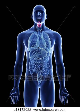 Illustration of a man's larynx. View Large Photo Image Stock Image - Illustration of a man's larynx.. Fotosearch