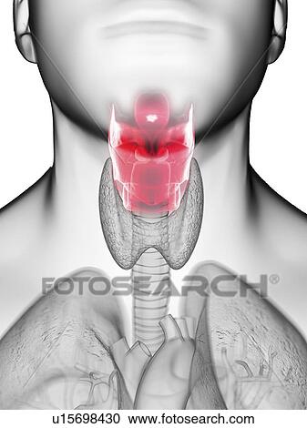 Stock Image - Illustration of a man's larynx.. Fotosearch