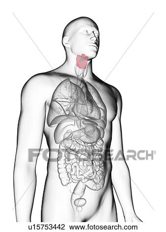 Stock Image - Illustration of a man's larynx.. Fotosearch