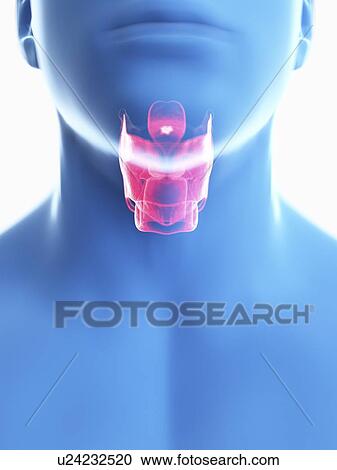 Illustration of a man's larynx. View Large Photo Image Stock Image - Illustration of a man's larynx.. Fotosearch