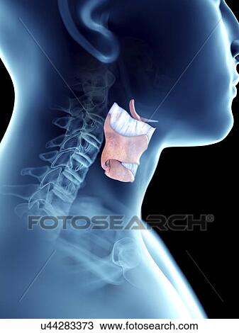 Illustration of a man's larynx. View Large Photo Image Stock Image - Illustration of a man's larynx.. Fotosearch