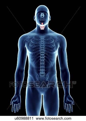 Stock Image - Illustration of a man's larynx.. Fotosearch