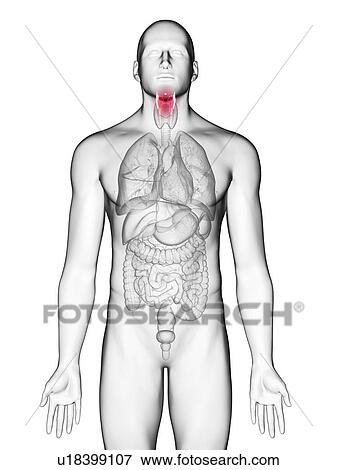 Illustration of a man's larynx. View Large Photo Image Stock Photo - Illustration of a man's larynx.. Fotosearch