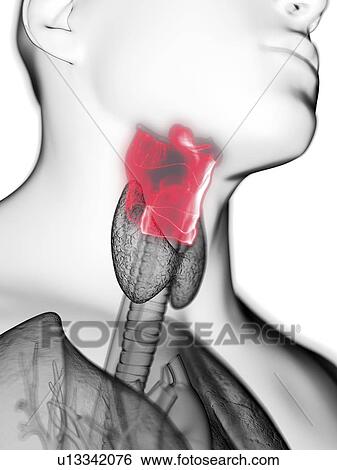 Stock Photograph - Illustration of a man's larynx.. Fotosearch