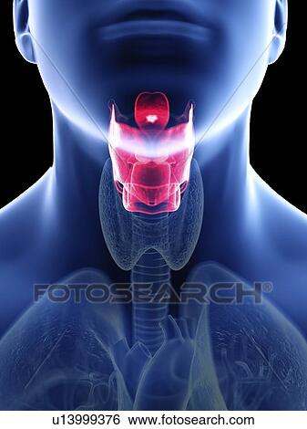 Stock Photograph - Illustration of a man's larynx.. Fotosearch