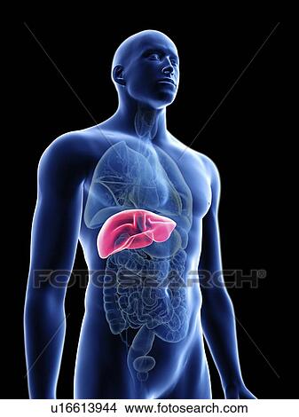 Illustration of a man's liver. View Large Photo Image Picture - Illustration of a man's liver.. Fotosearch