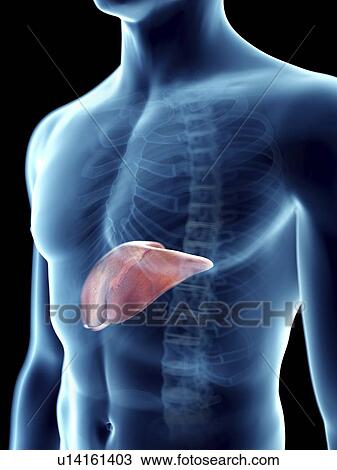 Stock Image - Illustration of a man's liver.. Fotosearch