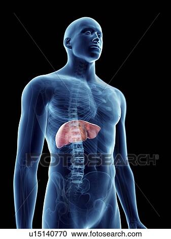 Stock Image - Illustration of a man's liver.. Fotosearch