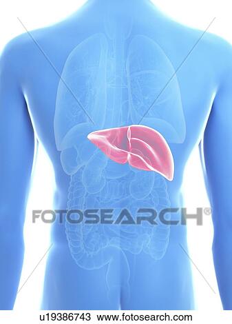 Illustration of a man's liver. View Large Photo Image Stock Image - Illustration of a man's liver.. Fotosearch