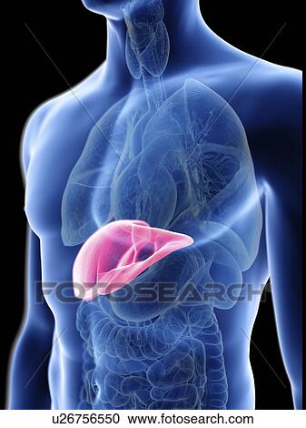 Stock Image - Illustration of a man's liver.. Fotosearch