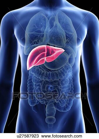 Stock Image - Illustration of a man's liver.. Fotosearch