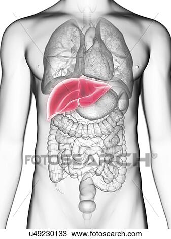 Illustration of a man's liver. View Large Photo Image Stock Image - Illustration of a man's liver.. Fotosearch