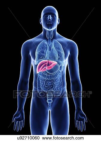 Stock Image - Illustration of a man's liver.. Fotosearch