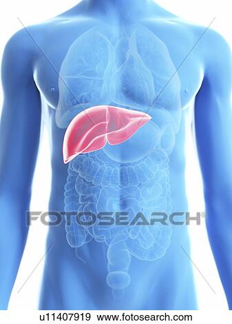 Stock Photo - Illustration of a man's liver.. Fotosearch