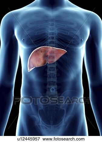 Illustration of a man's liver. View Large Photo Image Stock Photo - Illustration of a man's liver.. Fotosearch