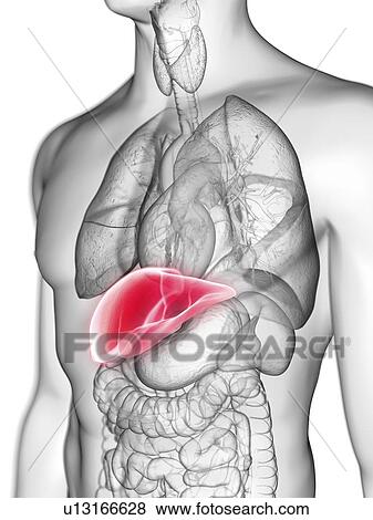 Illustration of a man's liver. View Large Photo Image Stock Photo - Illustration of a man's liver.. Fotosearch
