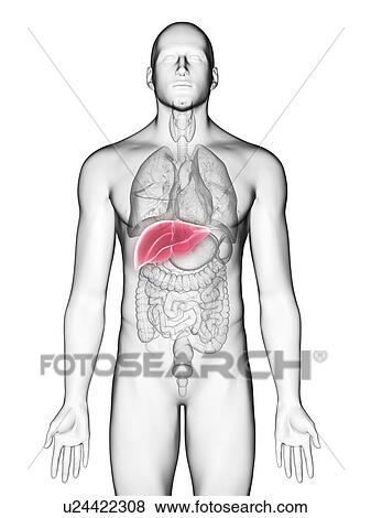 Stock Photo - Illustration of a man's liver.. Fotosearch