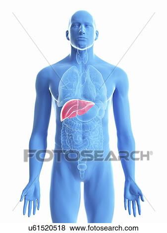 Stock Photo - Illustration of a man's liver.. Fotosearch