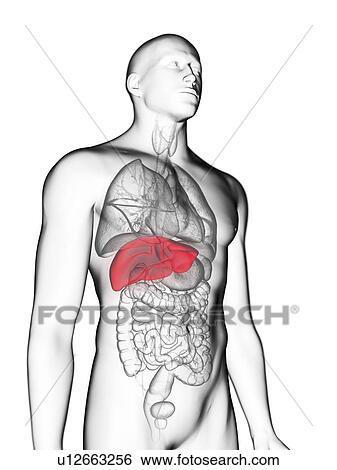 Stock Photograph - Illustration of a man's liver.. Fotosearch