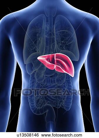 Illustration of a man's liver. View Large Photo Image Stock Photograph - Illustration of a man's liver.. Fotosearch