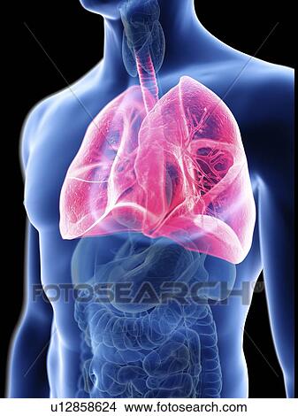 Picture - Illustration of a man's lung.. Fotosearch