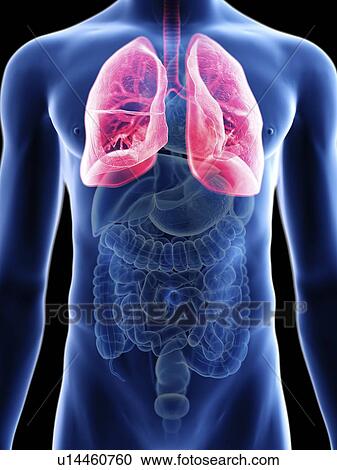 Stock Image - Illustration of a man's lung.. Fotosearch