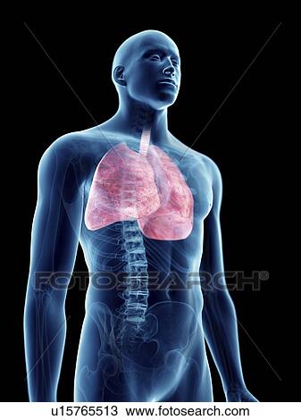 Stock Image - Illustration of a man's lung.. Fotosearch