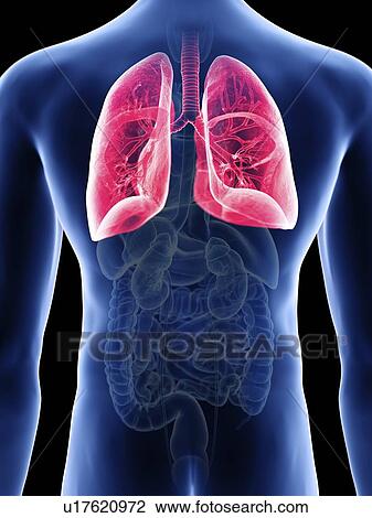 Stock Image - Illustration of a man's lung.. Fotosearch