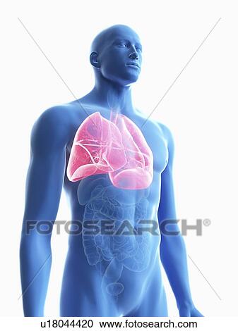 Stock Image - Illustration of a man's lung.. Fotosearch