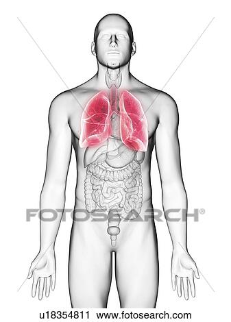Stock Image - Illustration of a man's lung.. Fotosearch