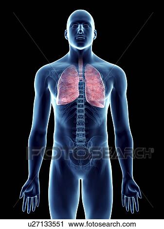Stock Image - Illustration of a man's lung.. Fotosearch